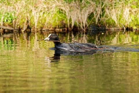 Eurasian coot