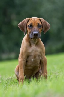 Rhodesian Ridgeback