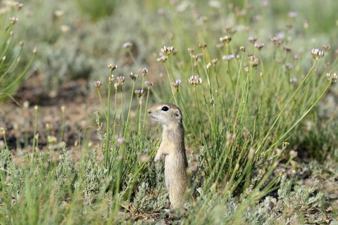 Long-tailed gentian