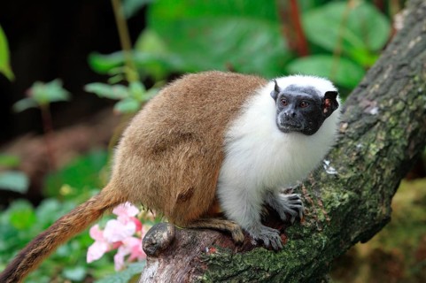 Magpie Tamarin
