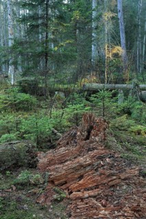 Wood decay