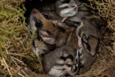 Garden dormouse