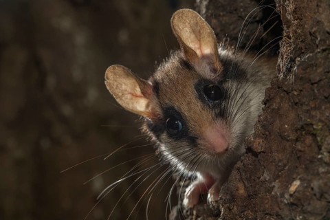 Garden dormouse