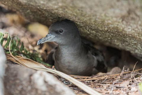 Wedge-tailed Shearwater