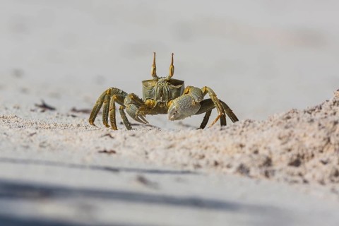 Ghost crab