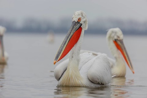 Dalmatian pelican