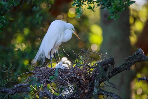 Great egret