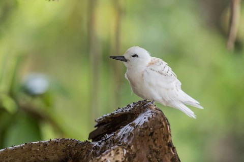 White tern