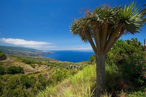 Dragon trees on the north coast of La Palma