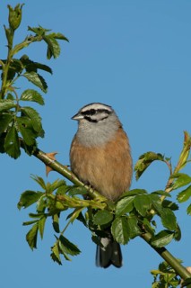 Rock Bunting