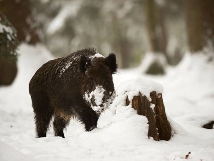 Wild boar