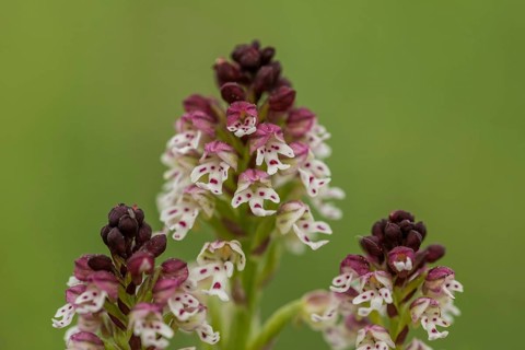 Burnt-tip orchid