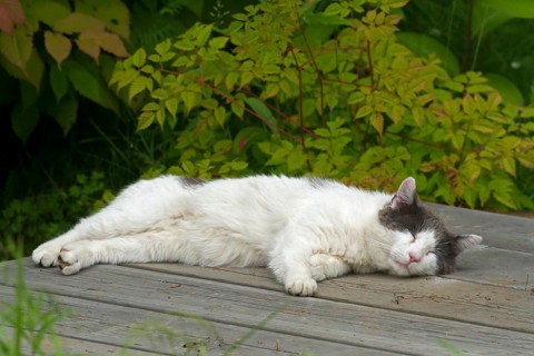 House cat on garden table