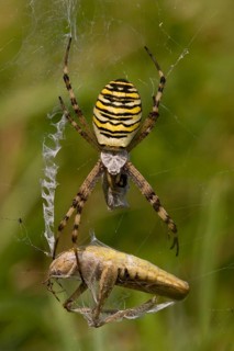 Wespenspinne wasp