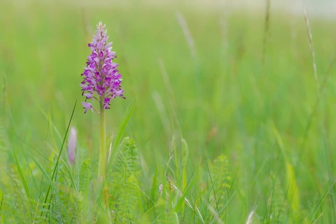 Military Orchid