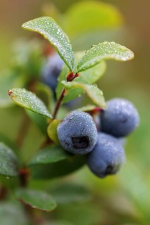 Blueberry