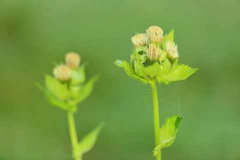 Cabbage thistle