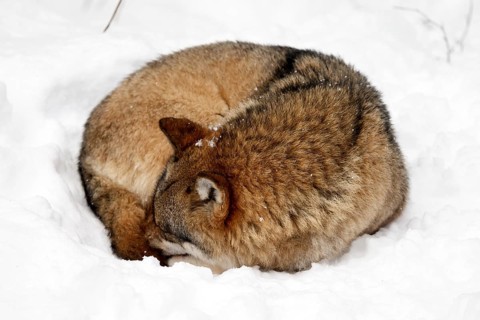 European Gray wolf