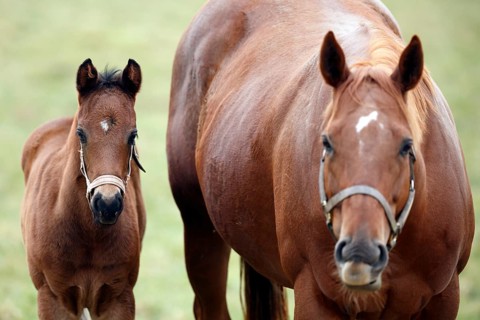 English thoroughbred horse