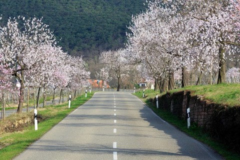 Almond tree