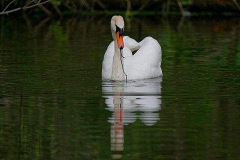 White swan