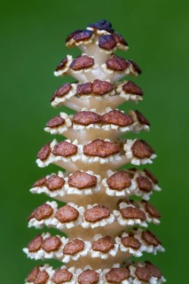 Field Horsetail