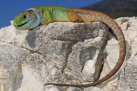 Scaled lizard