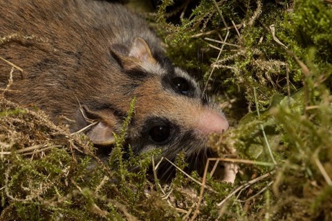 Garden dormouse