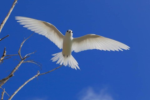 White tern