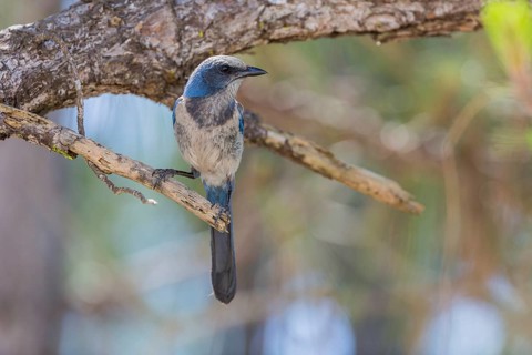 Florida Jay