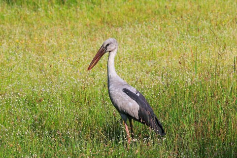 Asian Openbill