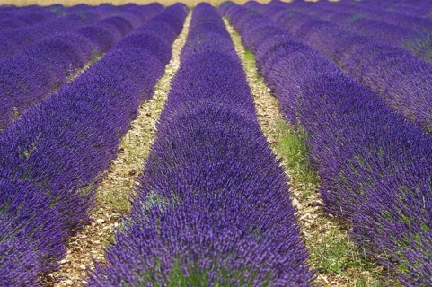 Lavender fields near Sault