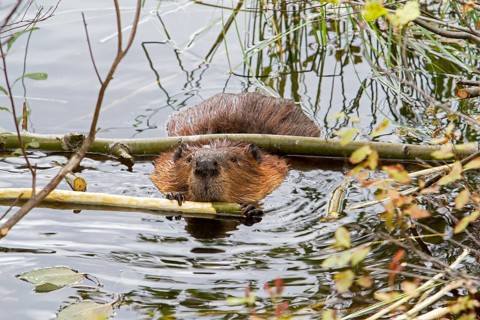 Beaver feeding in water