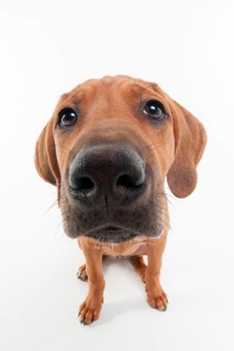 Rhodesian Ridgeback
