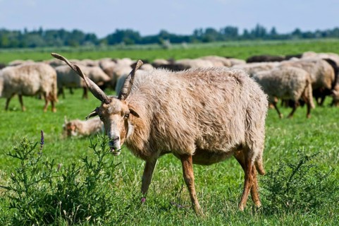 Racka sheep