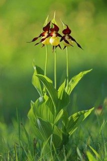 Yellow lady's slipper orchid