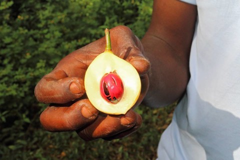 Nutmeg