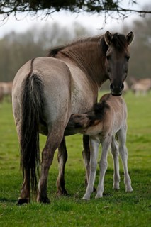 Wild Horse Duelmen