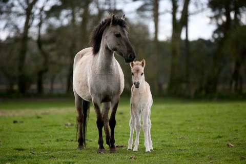Wild Horse Duelmen