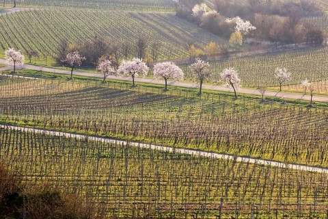 Almond tree
