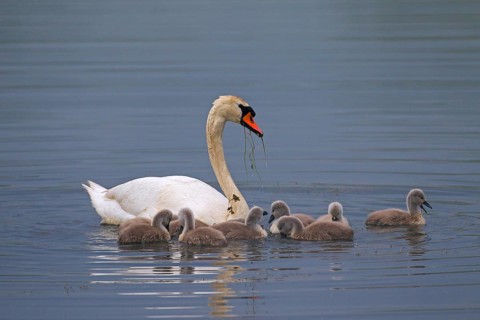 Mute swan