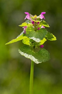 Red Dead-nettle