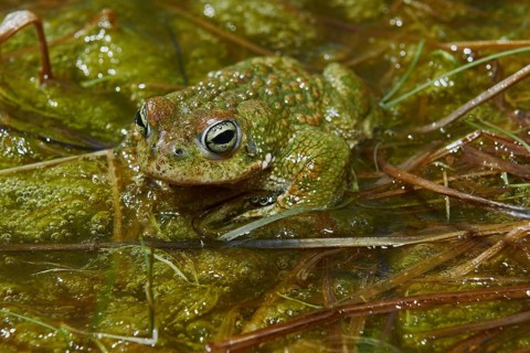 Natterjack Toad