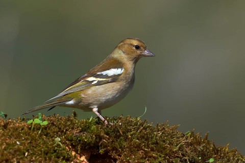 Common chaffinch