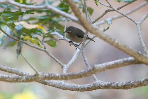 Seychelles white eye