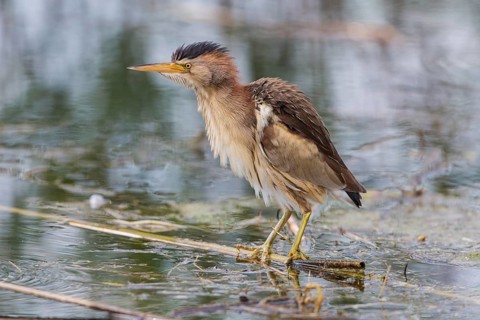 Little bittern