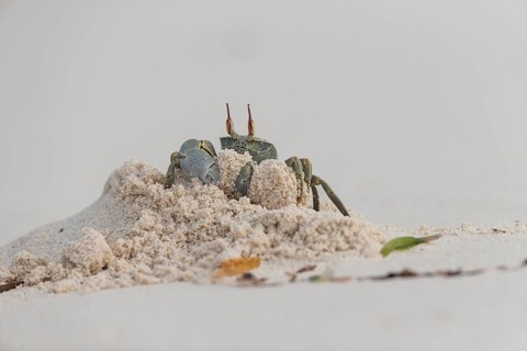 Horny-eyed ghost crab
