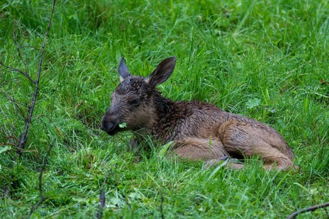 Young moose