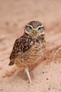 Burrowing owl