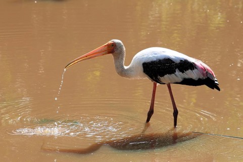 Painted stork